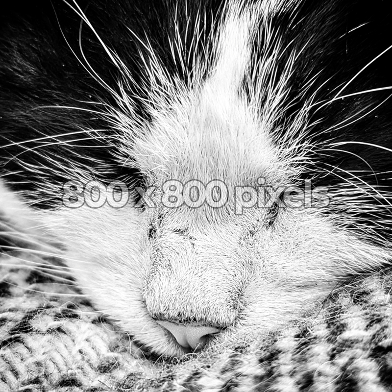 Binx demos image sizes.